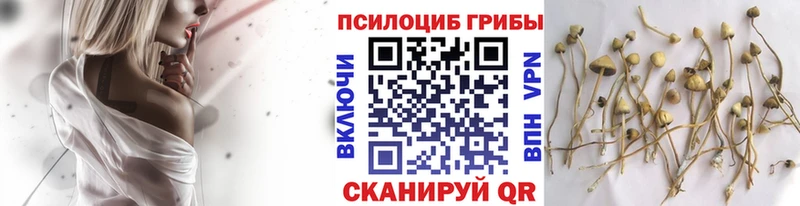 где найти наркотики  Любань  Псилоцибиновые грибы MAGIC MUSHROOMS 